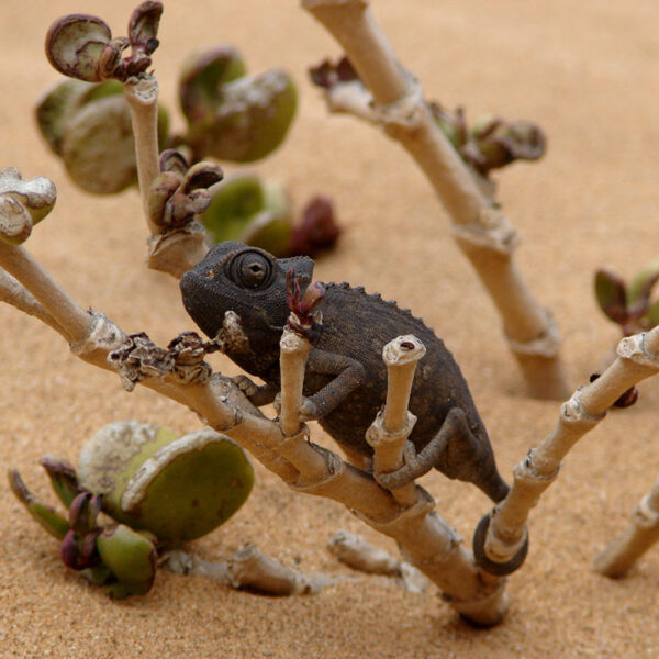 Ein Chamaeleon versteckt sich auf einem trockenen Zweig in der Wüste, umgeben von Pflanzen.