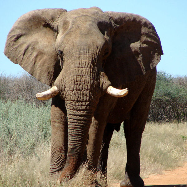 Ein majestätischer Elefant schreitet durch die trockene afrikanische Landschaft, umgeben von Gras und Sträuchern.
