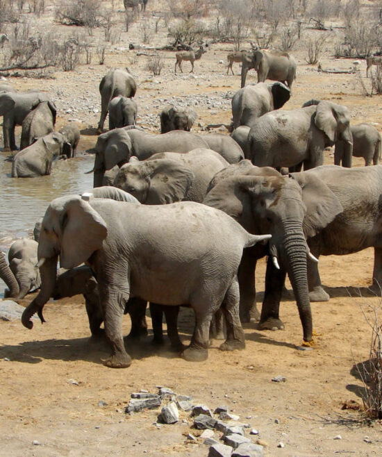 Elefantenherde bei der Wasserstelle in Namibia – Safari Tierbeobachtung