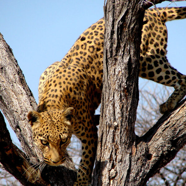 Ein Leopard schleicht sich an einem Baum entlang und blickt aufmerksam auf die Umgebung.