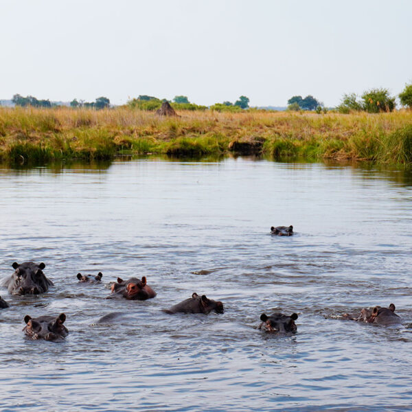 Eine Gruppe von Nilpferden schwimmt im ruhigen Wasser eines Flusses, mit einigen Tieren, die aus dem Wasser schauen.