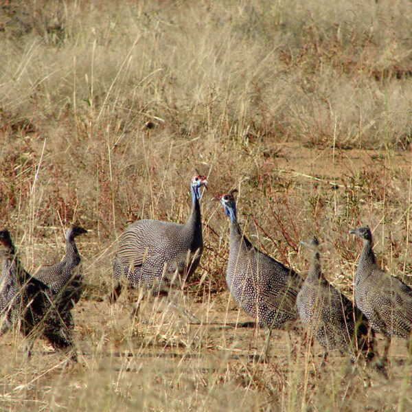 Eine Gruppe von Perlhühnern läuft durch das hohe Gras der afrikanischen Savanne, mit weitläufiger Landschaft im Hintergrund.