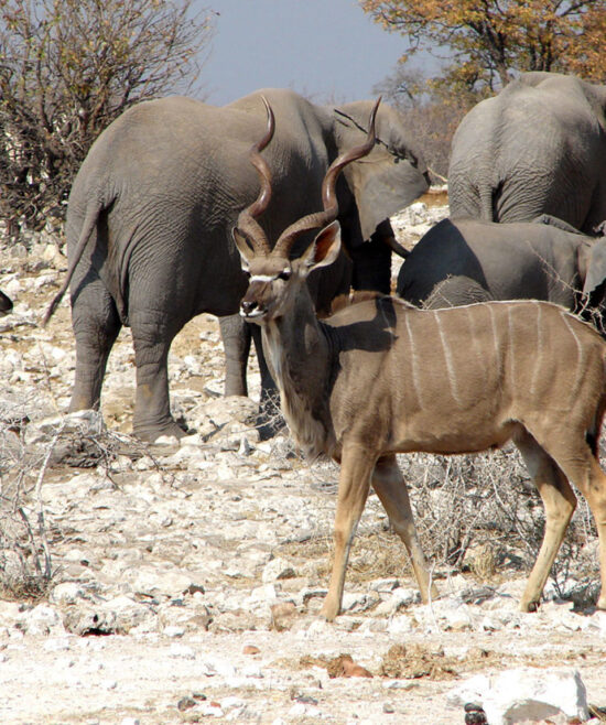 Wildtiere an einer Wasserstelle an der Etosha-Pfanne in Namibia – Safari Wildlife Beobachtung