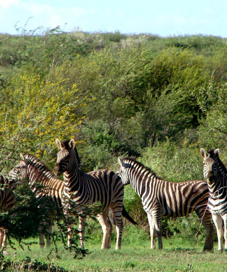 Steppenzebra-Herde in der offenen Savanne bei einer Namibia-Safari – Zebras in natürlicher Wildnis