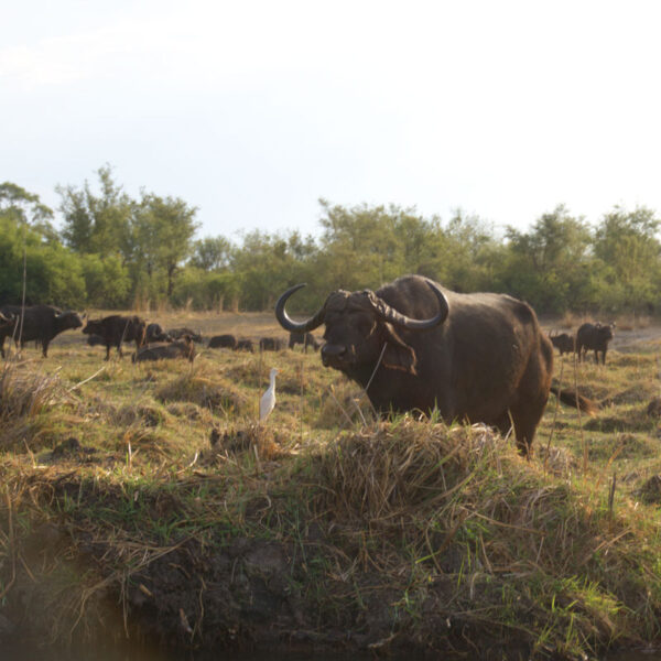 Afrikanische Büffel an einer Wasserstelle in Namibia