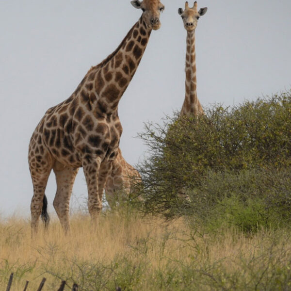 Zwei Giraffen stehen in der Savanne nahe eines Farmzauns in Namibia.