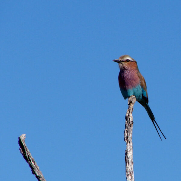Bunter Vogel (Gabelracke) sitzt auf einem Ast vor blauem Himmel in Namibia.