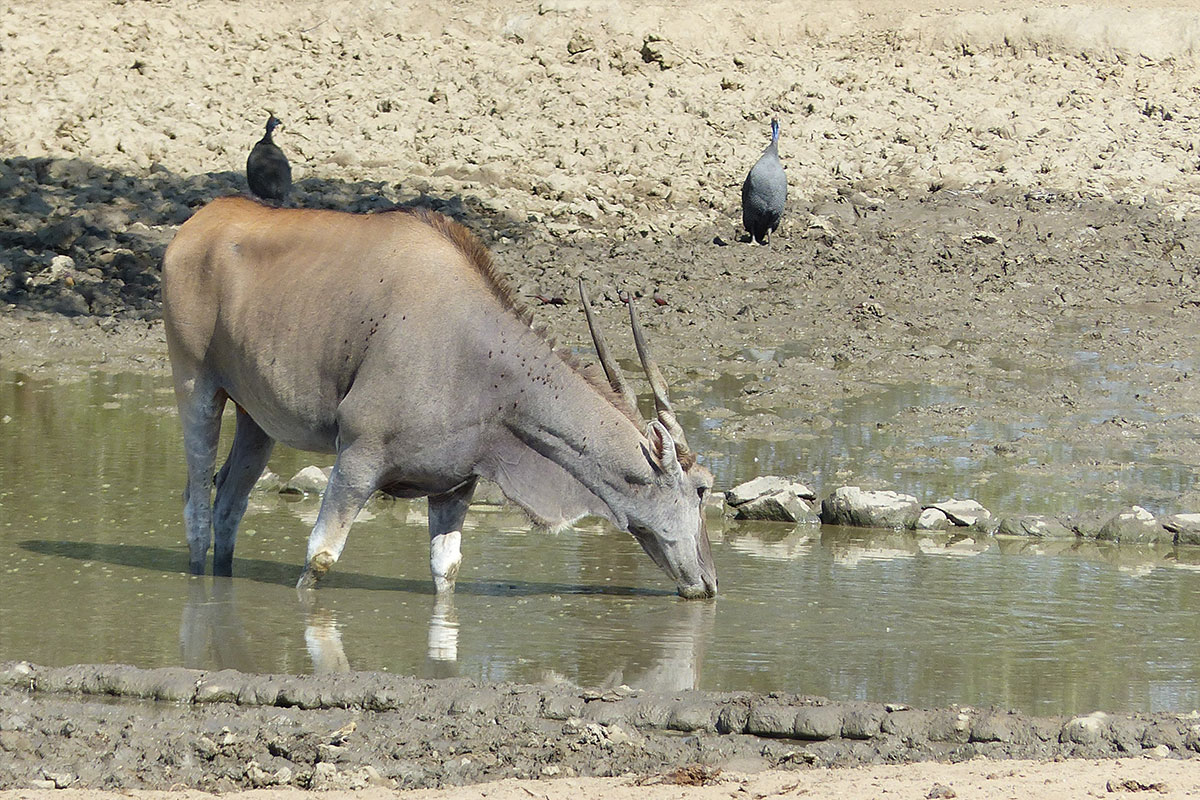 Eland‑Antilope (größte Antilope Afrikas) an einer Wasserstelle bei Ombakata – Wildtier in natürlichem Safari‑Lebensraum