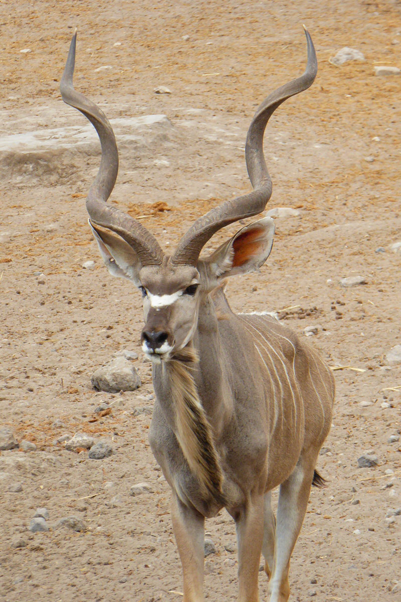 Großer Kudu‑Bulle in Namibia bei Ombakata – imposanter Antilopen‑Bock mit langen Schraubhörnern in natürlicher Wildnis