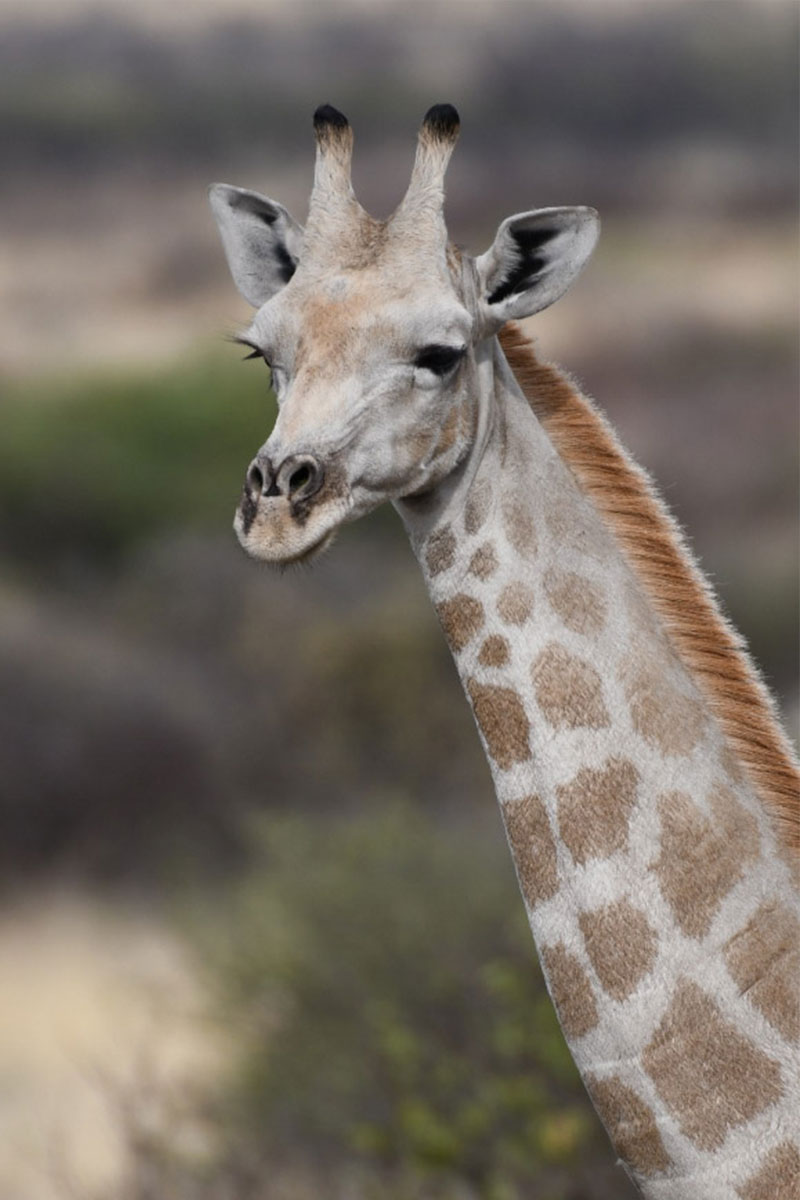 Giraffenportrait als Wildtier in Namibia bei Ombakata – elegante Giraffe vor natürlicher Safari‑Kulisse