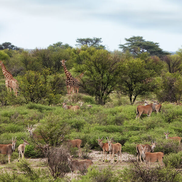 Giraffen und Antilopen in der Savannenlandschaft Namibias