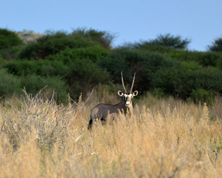 Oryx-Antilope aufmerksam im hohen Gras der namibischen Buschlandschaft