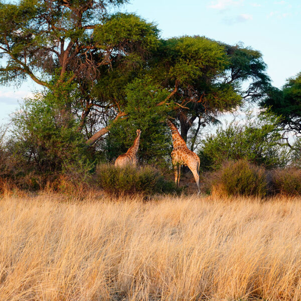 Giraffen in der freien Wildbahn Namibias
