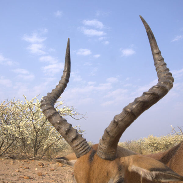 Impala-Trophäe aus nachhaltiger Jagd in Namibia