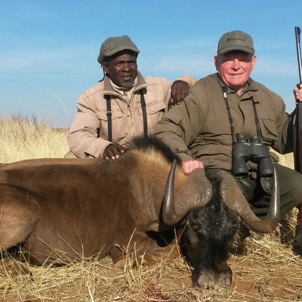 Erlegtes Weißwedelgnu in der Savanne