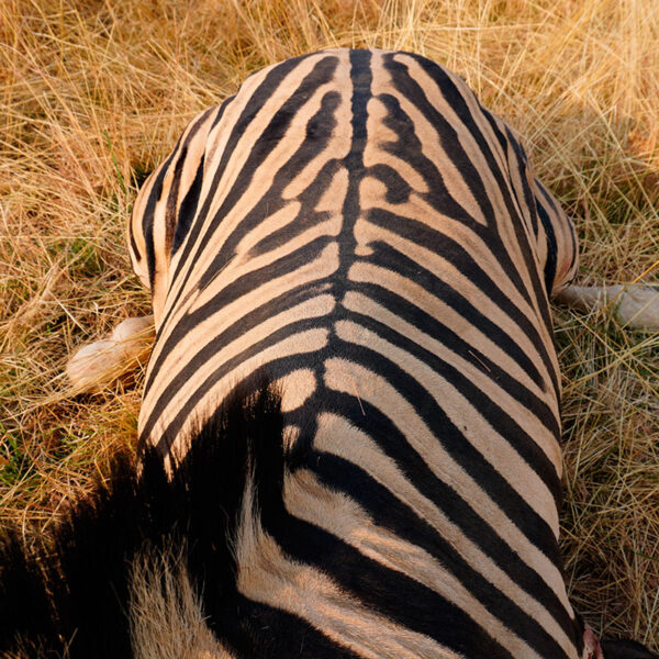 Erlegtes Zebra in der namibischen Savanne