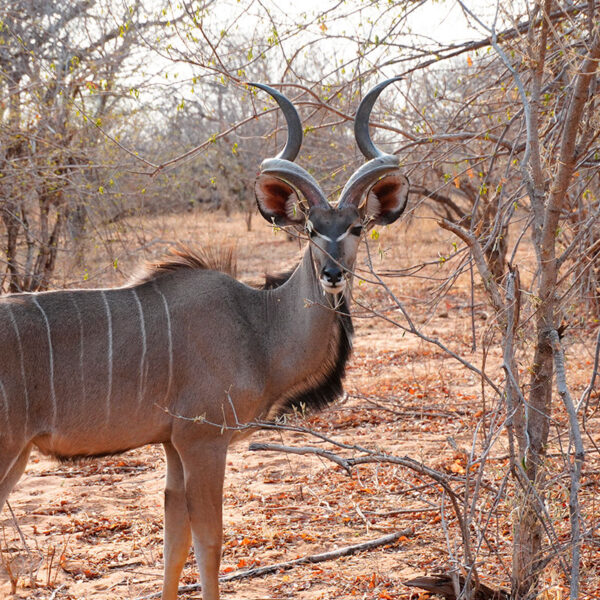 Großer Kudu-Bulle im trockenen Buschland Namibias