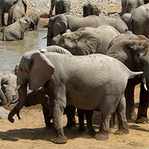 Menü „Best of Namibia“ bei Ombakata – Safari‑Touren und Highlights der Namibia Reise