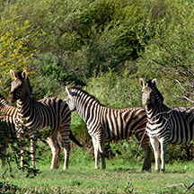 „Namibias Wildlife“ bei Ombakata – Safari‑Touren und Tierbeobachtungen in Namibia
