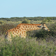 Menü Safari‑Touren Übersicht bei Ombakata – Auswahl an Safari‑Erlebnissen und Wildtier‑Touren