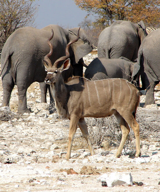 Elefanten, großer Kudu und weiteres Großwild in der afrikanischen Savanne bei Ombakata – Safari‑Wildtierbeobachtung in Namibia