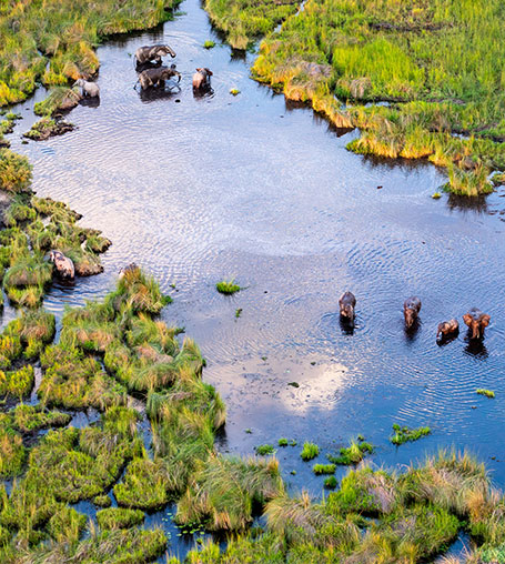 Elefanten im Okavango‑Delta auf einer Namibia‑Rundreise bei Ombakata – Safari‑Wildtiere in Botswana und Namibia