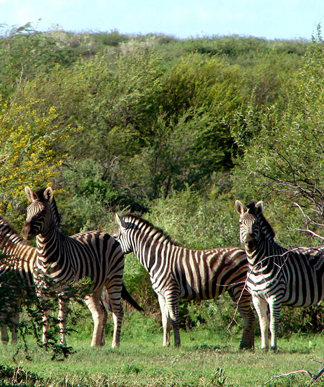 Steppenzebras in der Savanne Namibias bei Ombakata – Wildtiere in natürlicher afrikanischer Landschaft