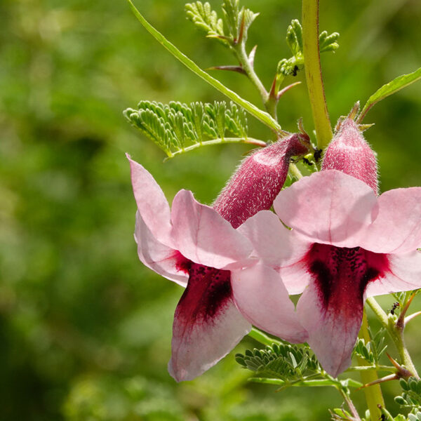 Blühende Pflanze in der Natur Namibias