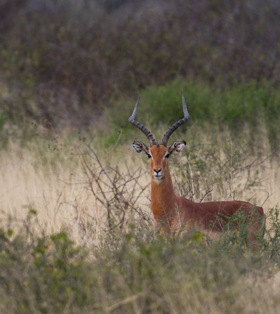 Impala‑Antilope in der Wildnis Namibias bei Ombakata – anmutiges Safari‑Wildtier in natürlicher Savanne