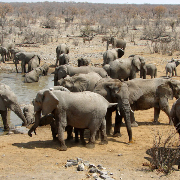 Große Elefantenherde versammelt sich an einem Wasserloch in Namibia, intensives Wildtiererlebnis auf der Safari „Best of Namibia“.