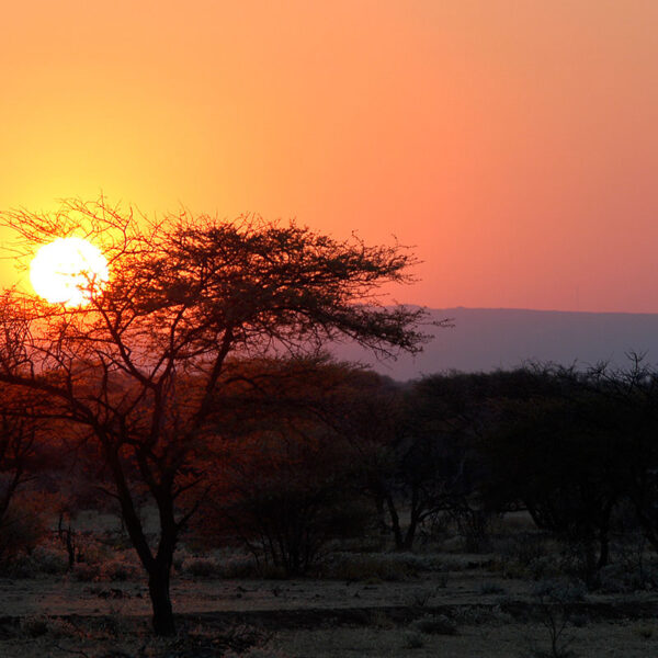 Glühender Sonnenuntergang hinter Akazien in der Savanne Namibias, stimmungsvolles Erlebnis der Safari „Best of Namibia“.
