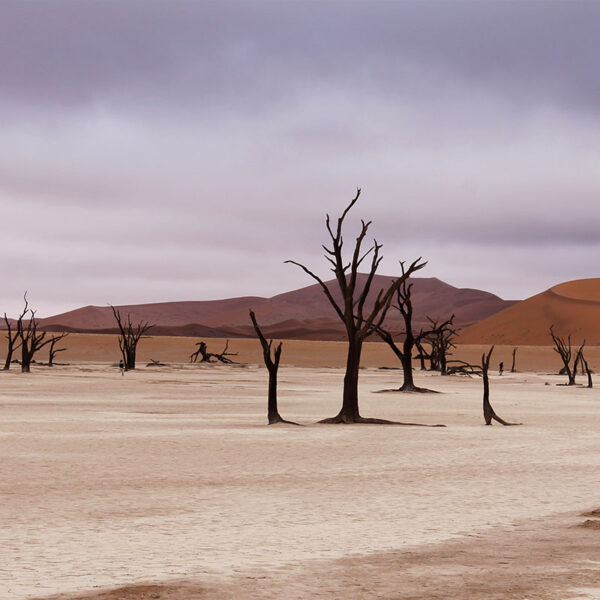Abgestorbene Bäume im Deadvlei vor roten Sanddünen, ikonische Landschaft der Namib-Wüste während der Safari „Faszination des Südens“.