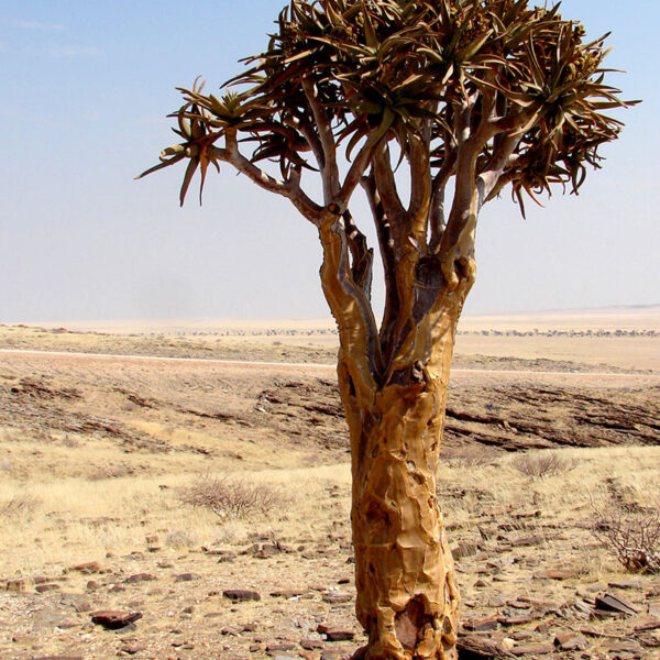 Ein einzelner Köcherbaum in der weiten, trockenen Landschaft Namibias, typisches Naturmotiv der Safari-Tour „Faszination des Südens“.