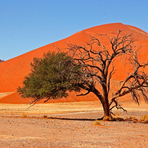 Ein einzelner Baum vor leuchtend roten Sanddünen der Namib-Wüste bei Sossusvlei, charakteristische Szenerie der Safari „Faszination des Südens“.