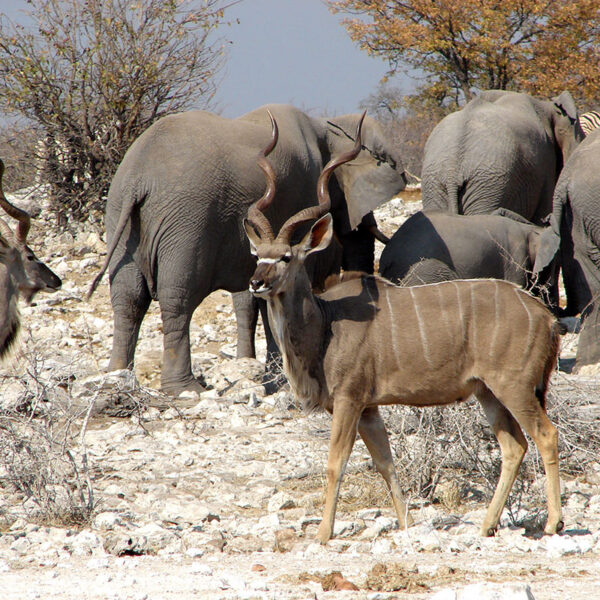 Antilopen stehen vor einer Elefantengruppe in felsiger Landschaft, faszinierende Tierbegegnung der Safari „Namibia Grand Royale“.
