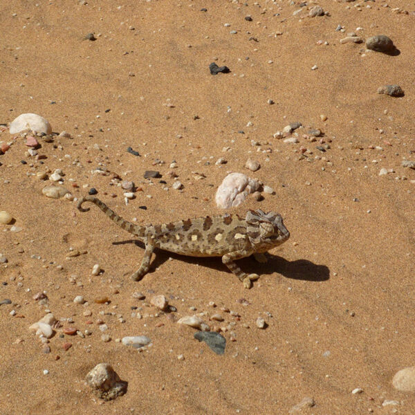 Ein Chamäleon bewegt sich über sandigen Untergrund, faszinierende Tierbeobachtung der Safari-Tour „Namibia Grand Royale“.