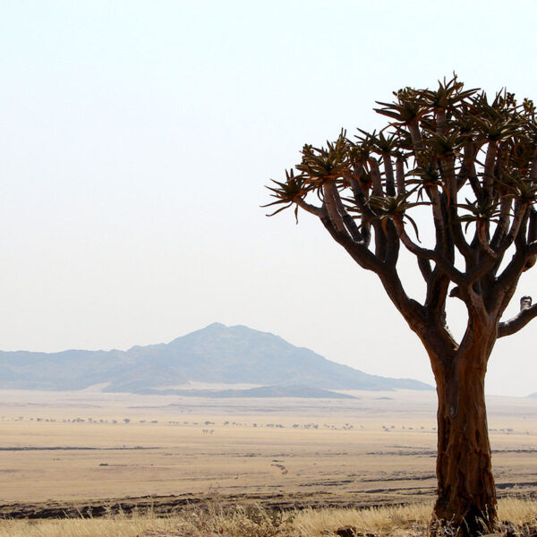 Ein markanter Köcherbaum steht in der offenen Landschaft Namibias, Sinnbild für die Weite der Safari-Tour „Namibia Grand Royale“.