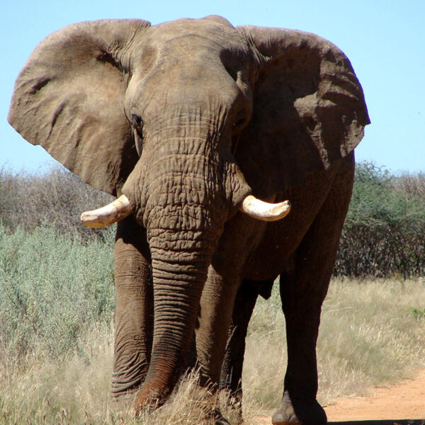 Ein imposanter afrikanischer Elefant nähert sich auf einer Piste in Namibia, eindrucksvolles Erlebnis der Safari-Tour „Namibias Wildlife“.