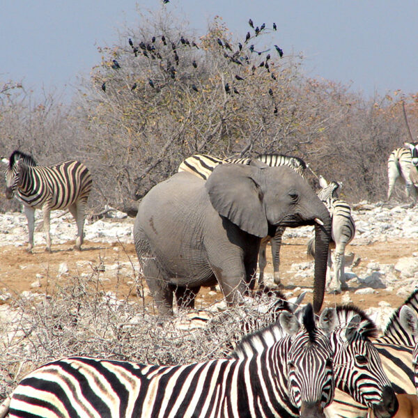 Ein Elefant steht zwischen Zebras in der offenen Savanne Namibias, faszinierende Tierbegegnung der Safari „Namibias Wildlife“.