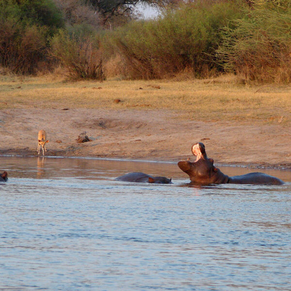 Mehrere Flusspferde liegen in einem Wasserloch, ruhige Wildbeobachtung während der Safari „Namibias Wildlife“.