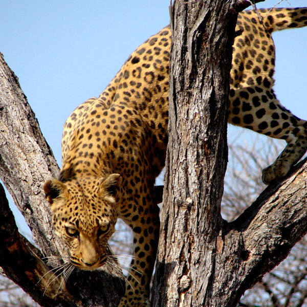 Ein Leopard bewegt sich geschickt in den Ästen eines Baumes, seltenes Highlight der Safari „Namibias Wildlife“ in Namibia.