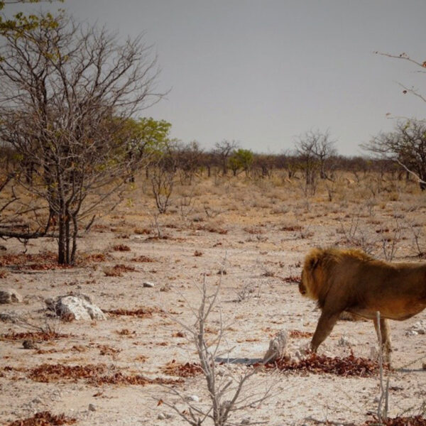 Ein männlicher Löwe bewegt sich durch die trockene Buschlandschaft Namibias, eindrucksvolle Wildtierbeobachtung auf der Safari „Namibias Wildlife“.
