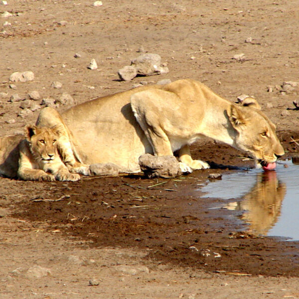 Zwei Löwinnen ruhen und trinken an einem Wasserloch, intensives Naturerlebnis der Safari-Tour „Namibias Wildlife“.