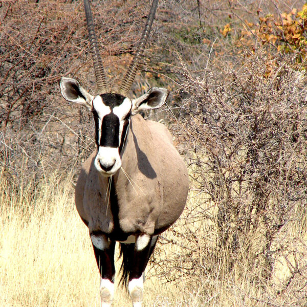 Ein Oryx mit markanten Hörnern steht in der trockenen Savannenlandschaft Namibias, typisches Wildtier der Safari „Namibias Wildlife“.