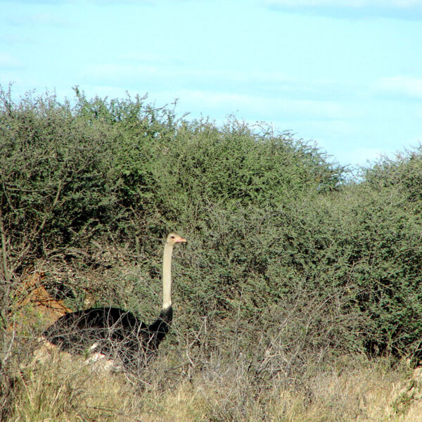 Ein afrikanischer Strauß bewegt sich durch dichtes Buschland, typisches Tiermotiv der Safari-Tour „Namibias Wildlife“.