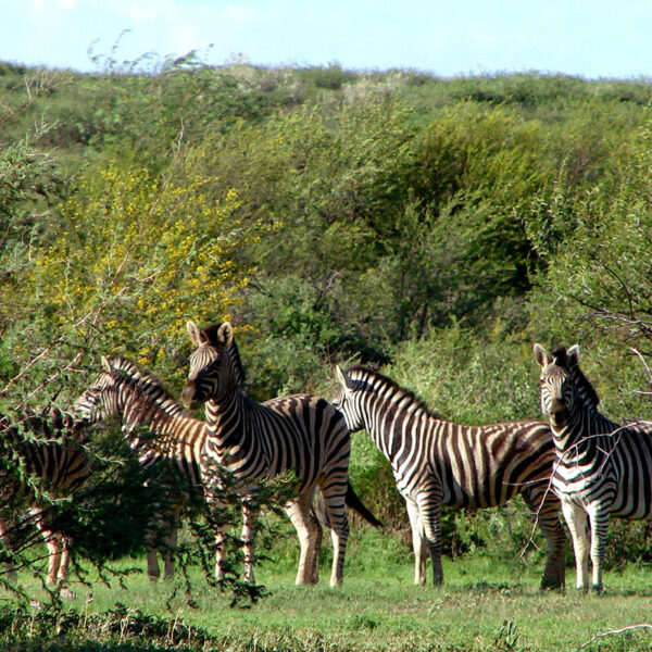 Mehrere Zebras stehen aufmerksam in einer grünen Savannenlandschaft Namibias, klassisches Wildtiererlebnis der Safari „Namibias Wildlife“.