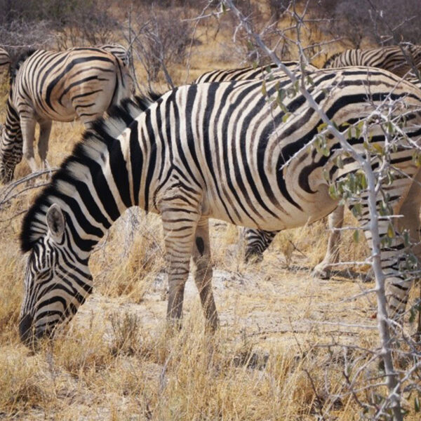 Eine Gruppe Zebras grast in der offenen Savanne Namibias, klassisches Tiermotiv der Safari-Tour „Namibias Wildlife“.