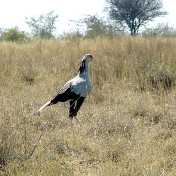 Sekretärvogel in der offenen Savanne Namibias
